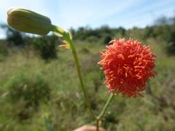 Image de Kleinia abyssinica A. Berger