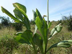 Image de Kleinia abyssinica A. Berger