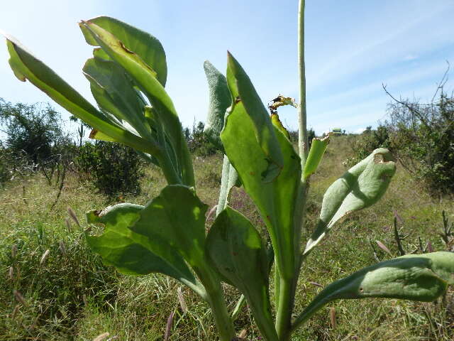 Image of Kleinia abyssinica A. Berger