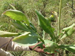 Image de Kleinia abyssinica A. Berger