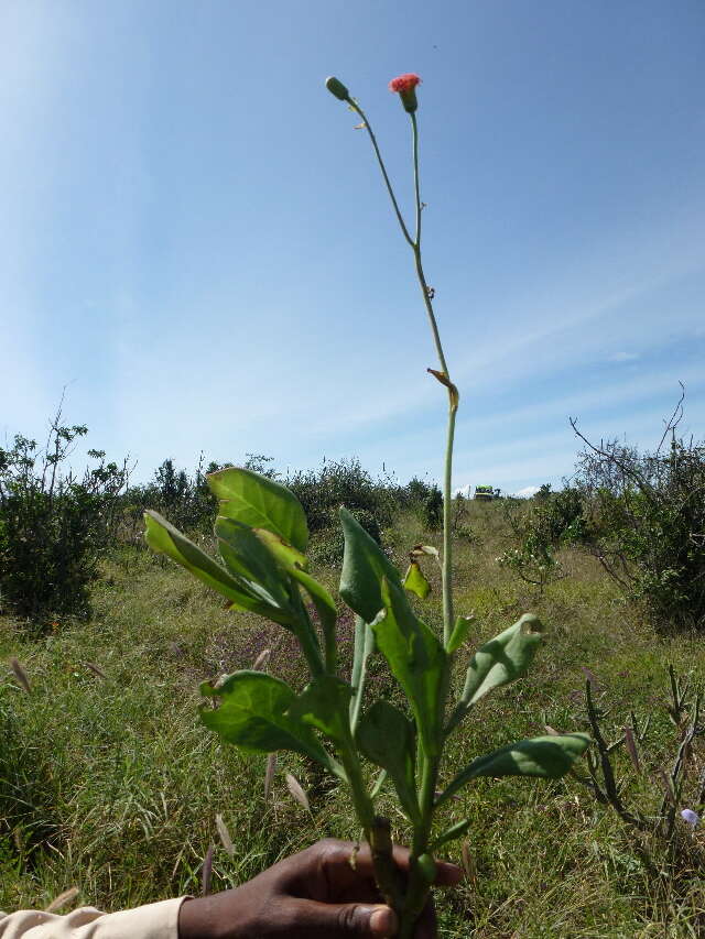 Image of Kleinia abyssinica A. Berger