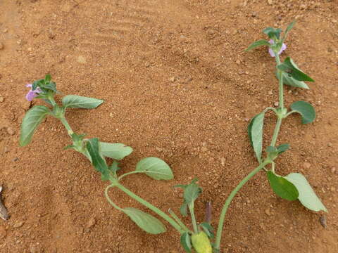 Image of Justicia diclipteroides Lindau