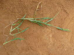 Image of Pennisetum verticillatum