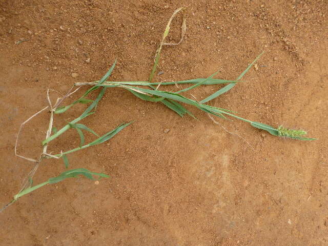 Imagem de Pennisetum verticillatum