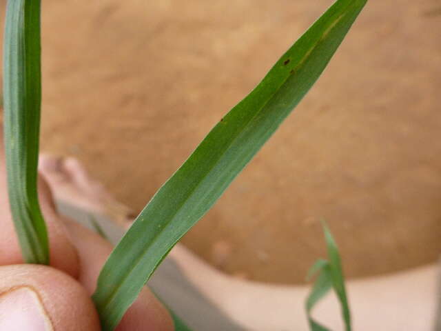 Imagem de Pennisetum verticillatum