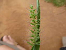 Imagem de Pennisetum verticillatum