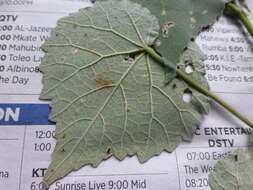 Image of Abutilon grandiflorum G. Don