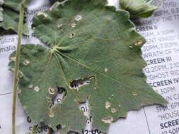 Image of Abutilon grandiflorum G. Don