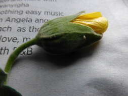 Image of Abutilon grandiflorum G. Don