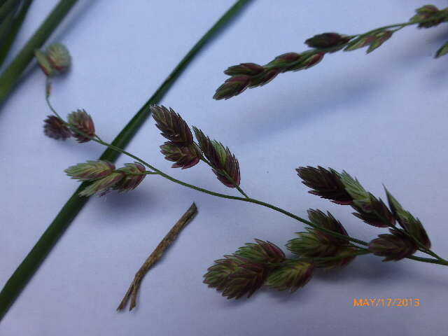 Image de Eragrostis superba Peyr.