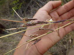 Plancia ëd Cymbopogon commutatus (Steud.) Stapf