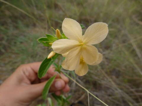 صورة Barleria eranthemoides R. Br. ex C. B. Cl.