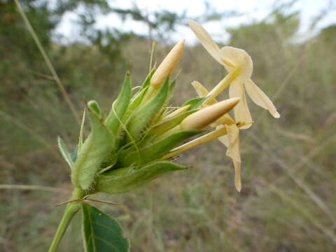 Imagem de Barleria eranthemoides R. Br. ex C. B. Cl.