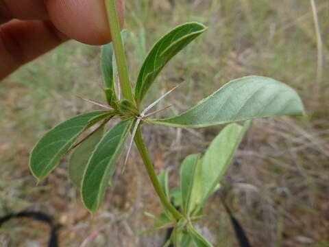 Imagem de Barleria eranthemoides R. Br. ex C. B. Cl.