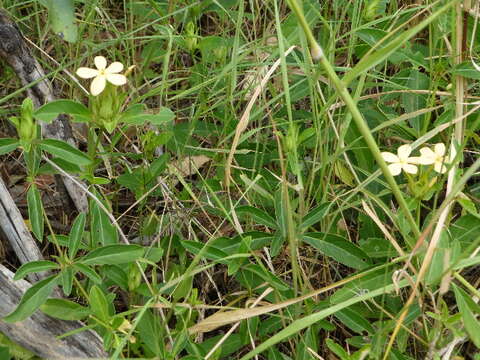 Imagem de Barleria eranthemoides R. Br. ex C. B. Cl.