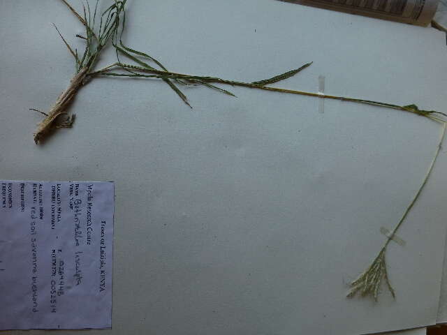 صورة Bothriochloa insculpta (Hochst. ex A. Rich.) A. Camus