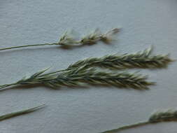 Image of soft feather pappusgrass