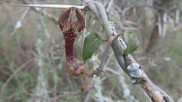 Image of Ceropegia aristolochioides Decne.