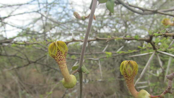 Image of Ceropegia aristolochioides Decne.