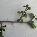 Imagem de Commiphora kua (R. Br. ex Royle) K. Vollesen