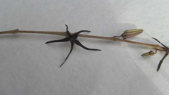 Image of Ceropegia arachnoidea (P. R. O. Bally) Bruyns