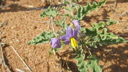 Image of Solanum coagulans Forsk.