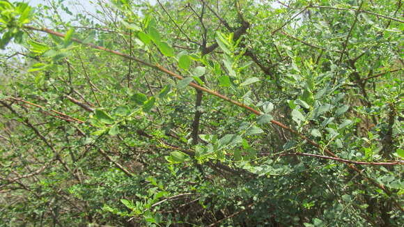 Image of Phyllanthus sepialis Müll. Arg.