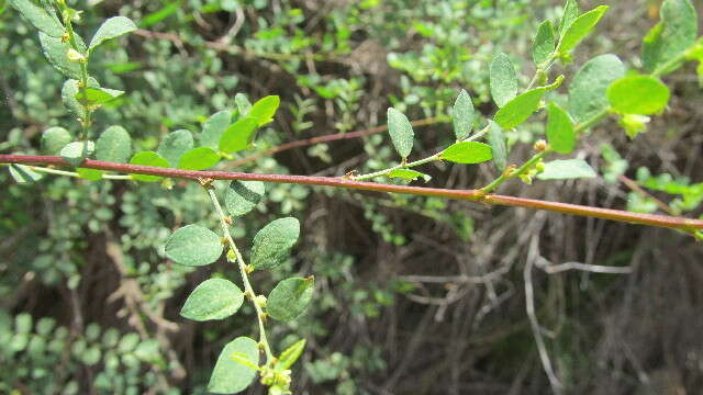 Imagem de Phyllanthus sepialis Müll. Arg.