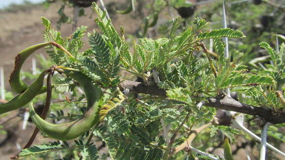 Plancia ëd Vachellia drepanolobium (Y. Sjöstedt) P. J. H. Hurter