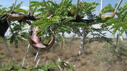 Plancia ëd Vachellia drepanolobium (Y. Sjöstedt) P. J. H. Hurter