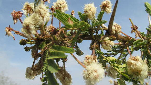 Image of Vachellia gerrardii (Benth.) P. J. H. Hurter