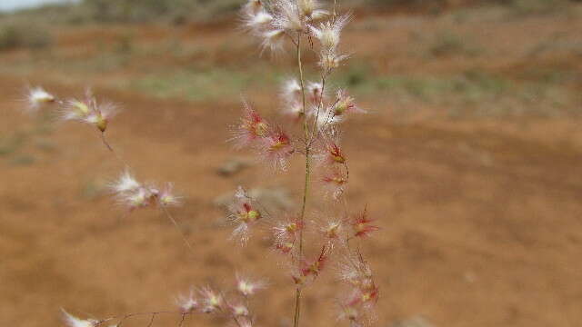 Image of Creeping Molasses Grass