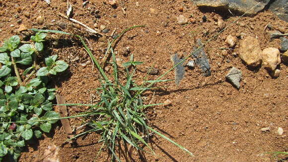 Image of Eragrostis papposa (Roem. & Schult.) Steud.