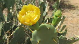 Imagem de Opuntia ficus-indica (L.) Mill.