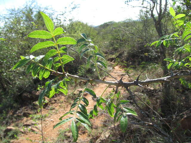 Image de <i>Zanthoxylum chalybeum</i> Engl.