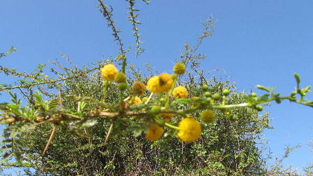 Plancia ëd Vachellia seyal (Delile) P. J. H. Hurter