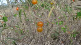 Image of Solanum lanzae