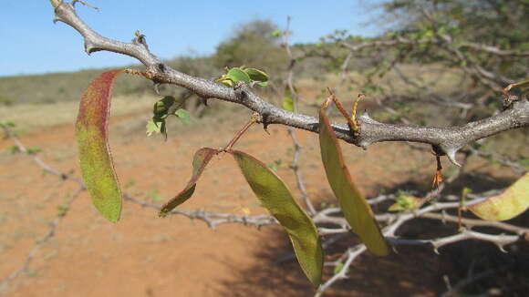 Image of Senegalia mellifera (Vahl) Seigler & Ebinger