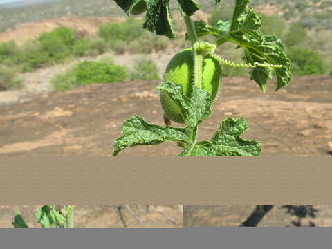 Image of Peponium vogelii (Hook. fil.) Engl.