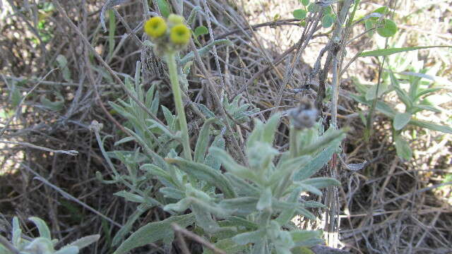 Image of Helichrysum luteoalbum