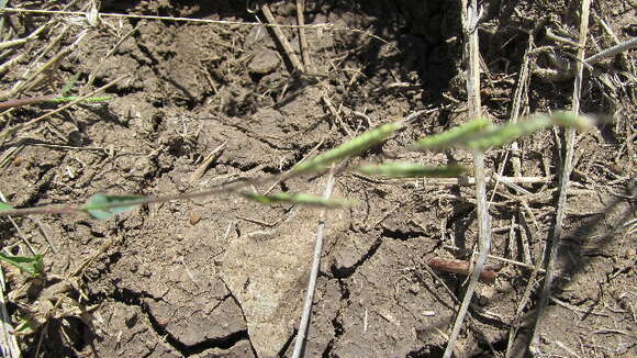 Plancia ëd Brachiaria eruciformis