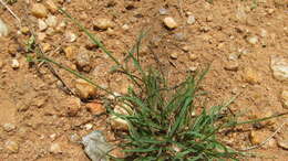 Image of Kunth's smallgrass