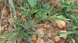 Enneapogon persicus Boiss. resmi