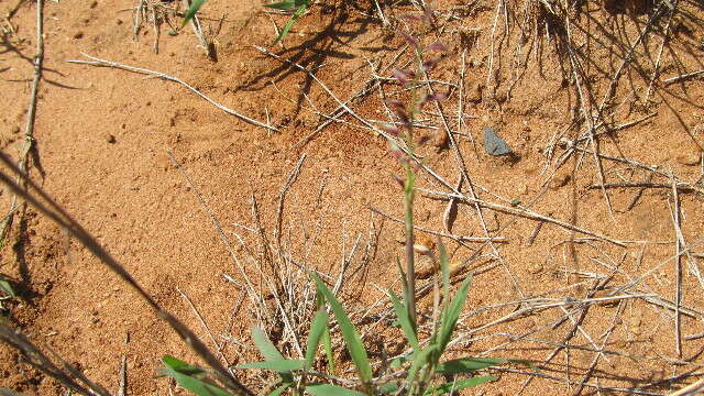 Image of Leptothrium senegalense (Kunth) Clayton