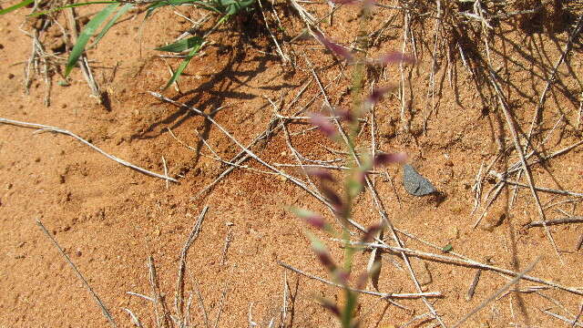 Imagem de Leptothrium senegalense (Kunth) Clayton