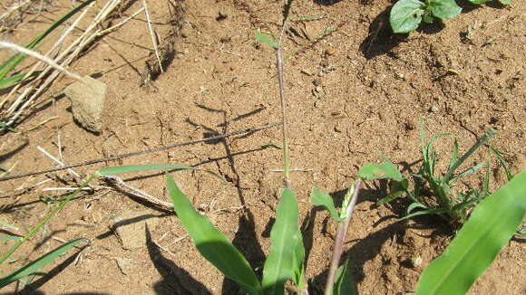 Слика од Eriochloa barbatus (Trin.) S. Yadav & M. R. Almeida