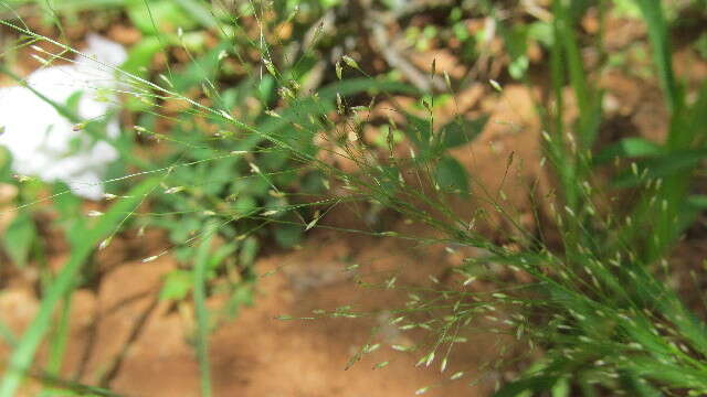 Image de Eragrostis