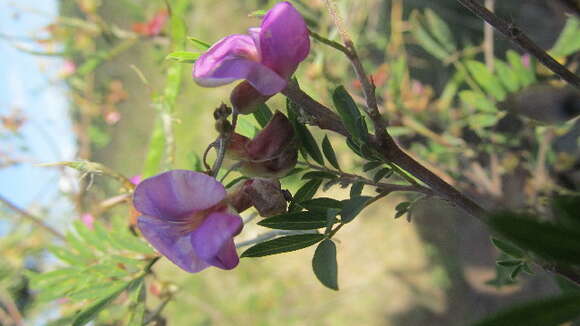 Image de Tephrosia emeroides A. Rich.