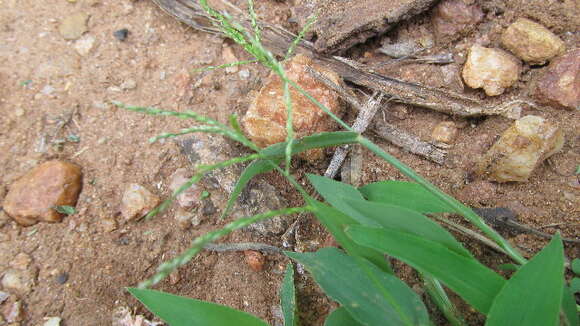 Image of velvet crabgrass