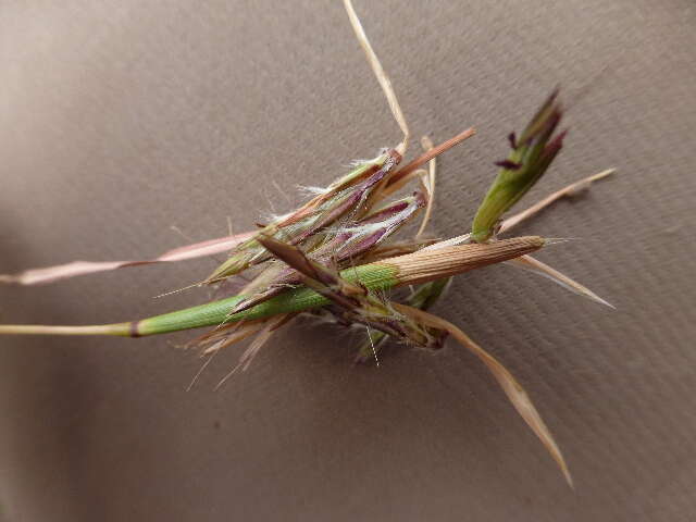 Image of Cymbopogon commutatus (Steud.) Stapf